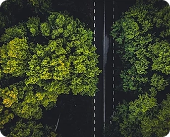 An aerial view of a vibrant green forest.