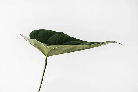 A single fresh green leaf.