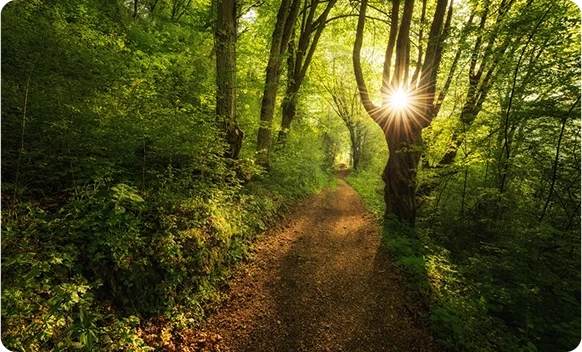 Path through a green forest.